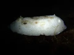 Freckled Dorid thumbnail 1