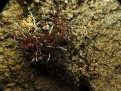 Short-tooth Hump Moss thumbnail 2