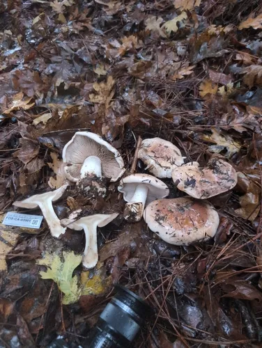 Hebeloma albomarginatum