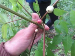 Hickory Gall Phylloxera thumbnail 3