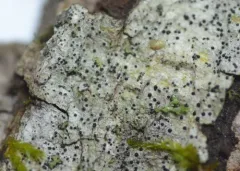 Anisomeridium biforme thumbnail 2