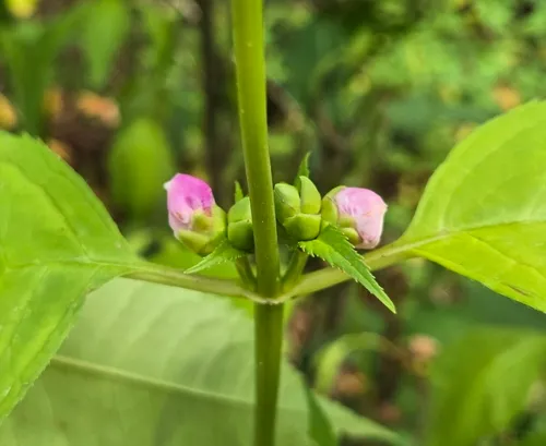 pink turtlehead