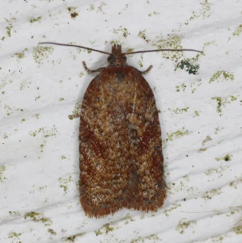 Acleris oxycoccana