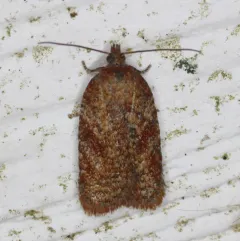 Acleris oxycoccana thumbnail 1