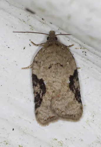 Acleris implexana