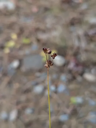 Grass-leaved Rush