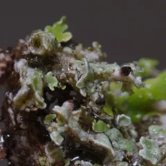 Prostrate Thorn Cladonia thumbnail 4