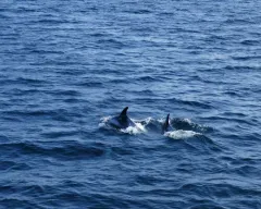 White-beaked Dolphin thumbnail 2