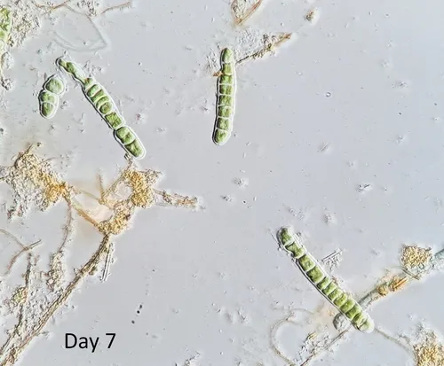 Geminella ellipsoidea