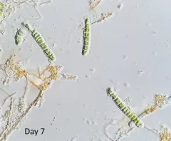 Geminella ellipsoidea thumbnail 1