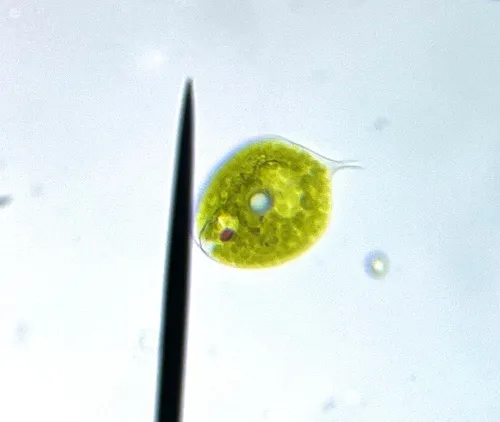 Phacus orbicularis