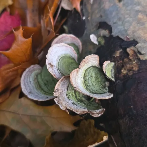 Stereum fasciatum