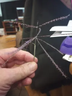 tumble windmillgrass thumbnail 3