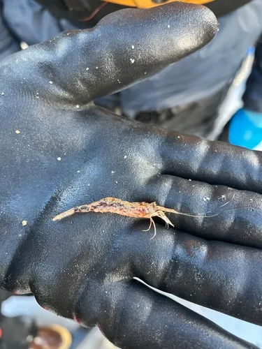 Gray Shrimp