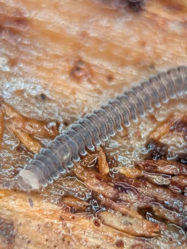 Rhiscosomides meineri