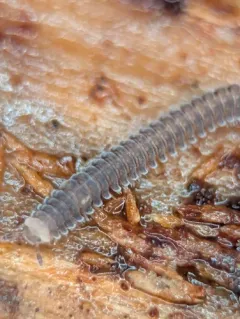 Rhiscosomides meineri thumbnail 1
