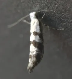 Argyresthia austerella thumbnail 2