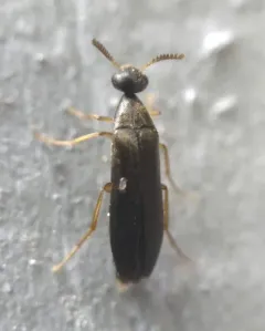 Pelecotoma flavipes thumbnail 4