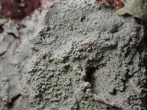 Pustule Crust Lichen