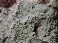 Pustule Crust Lichen thumbnail 1