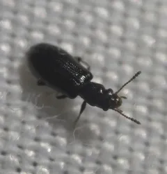 Greenish Narrow-waisted Bark Beetle thumbnail 3