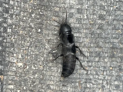 Quedius explanatus