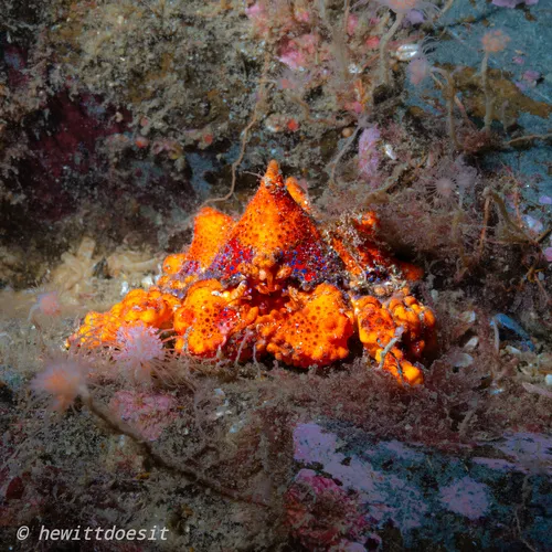 Puget Sound King Crab