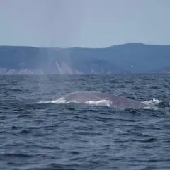 Blue Whale thumbnail 4