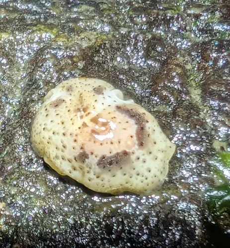 Marsenina zadei
