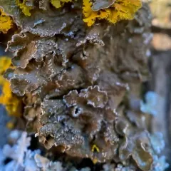 Whiskered Camouflage Lichen thumbnail 2