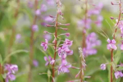 fireweed thumbnail 4