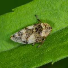 Meadow Spittlebug thumbnail 4