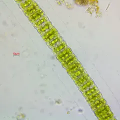 Hyalotheca dissiliens thumbnail 4