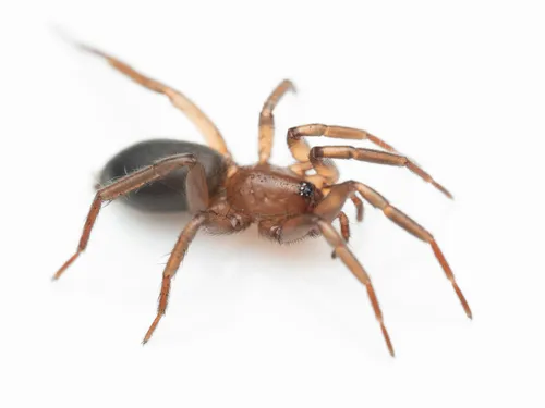 Drassyllus dromeus