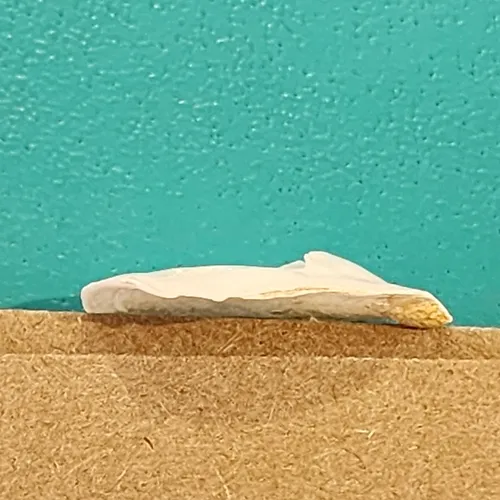 Eastern White Slippersnail