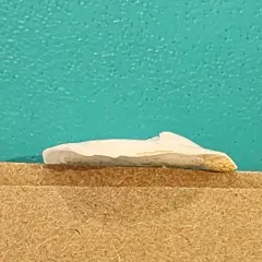 Eastern White Slippersnail thumbnail 1