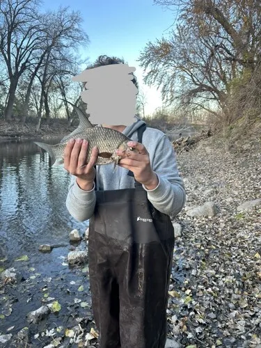 Highfin Carpsucker