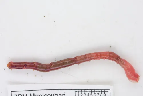 Praxillella gracilis