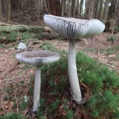 Western Grisette thumbnail 4