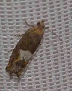 Epinotia momonana thumbnail 4