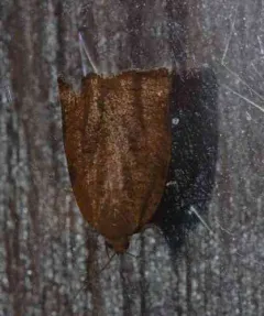 Allen's Tortrix Moth thumbnail 2