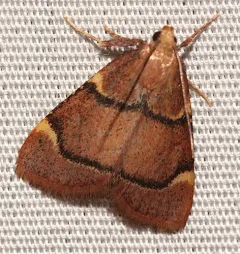Spruce Needleworm Moth thumbnail 1