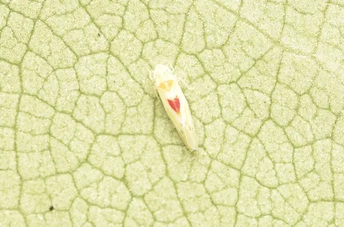 Erythridula verdana