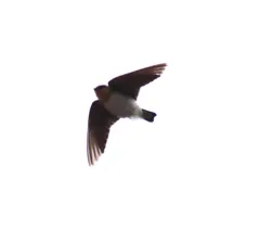 Cave Swallow thumbnail 3