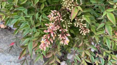 Heavenly bamboo thumbnail 1