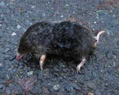 Townsend's Mole thumbnail 2