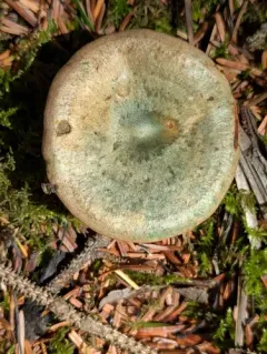 Lactarius aurantiosordidus thumbnail 2