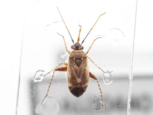 Europiella decolor