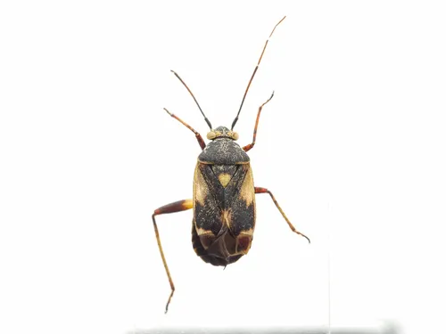 Polymerus cognatus