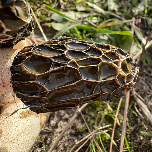 dune stinkhorn